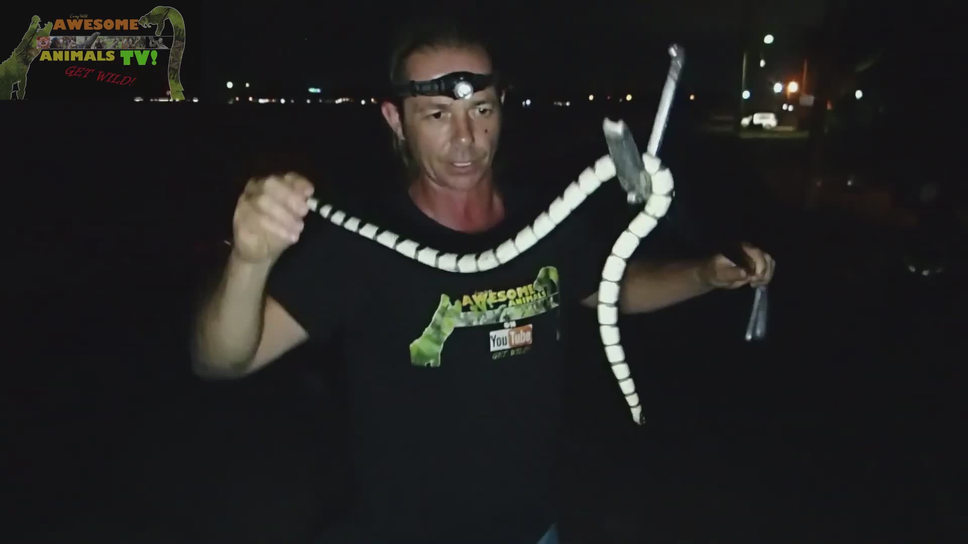 Snake beach | Sea krait beach where sea snakes come onto the land with venomous snakes