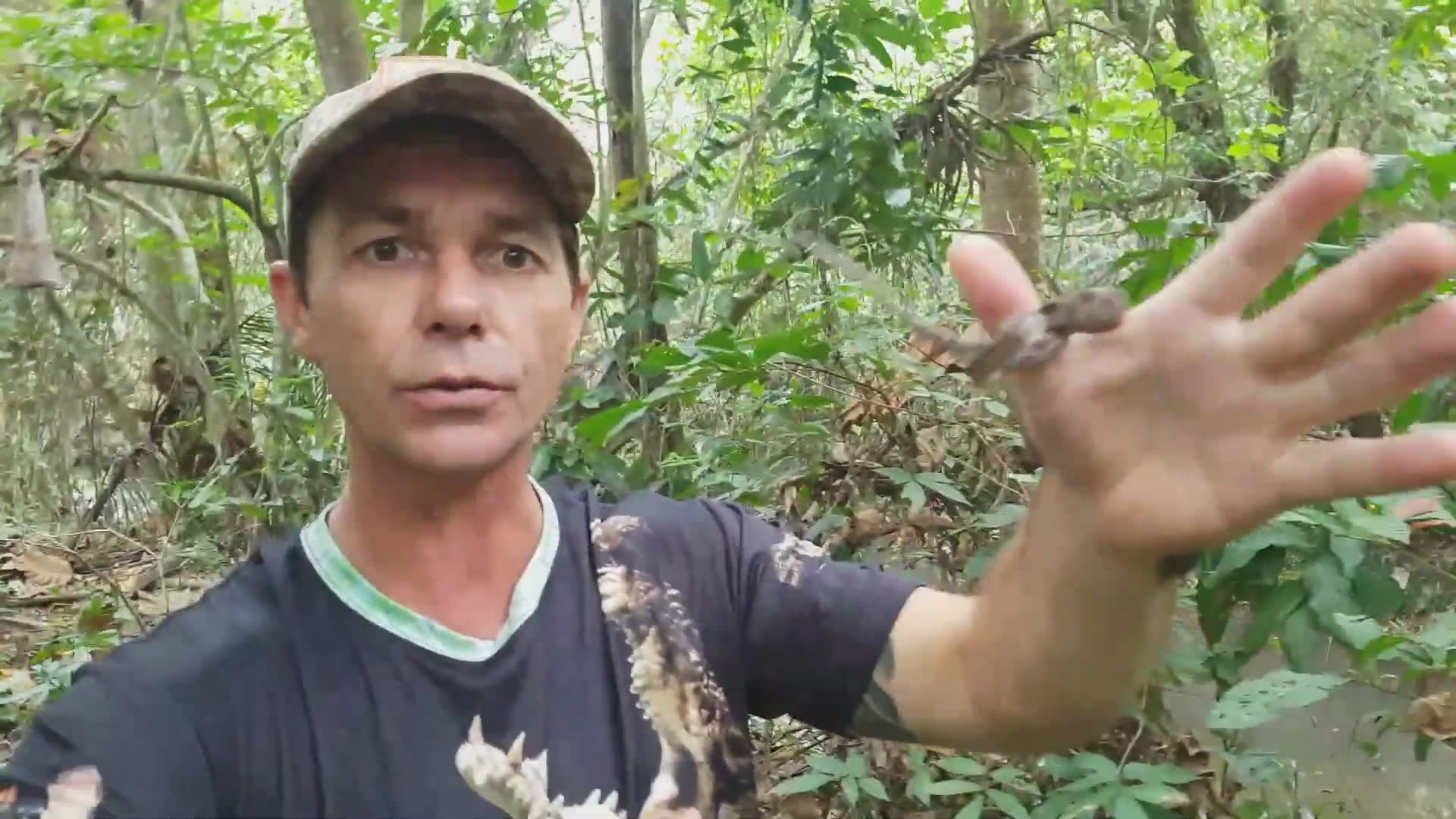 Snake | Is it venomous? Wild snakes herping reptiles