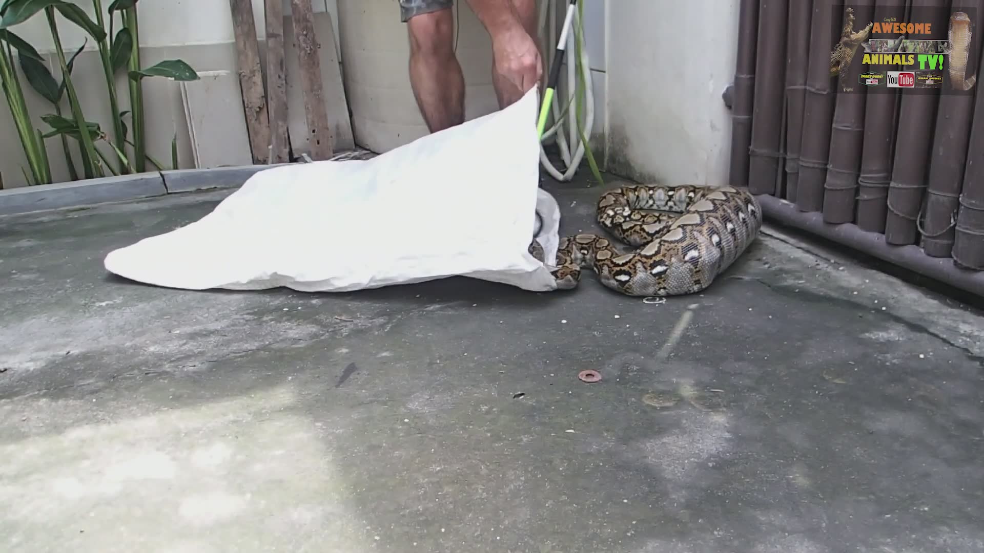 Snake capture | Top 10 biggest snakes in the world