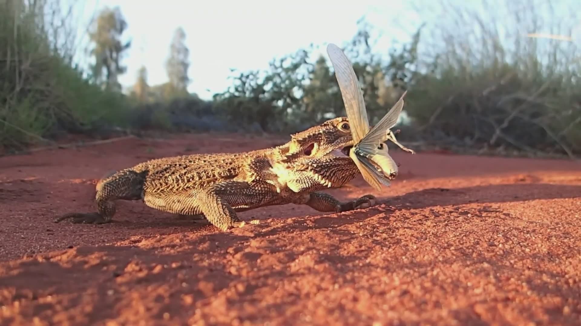 Snake charmer vs bearded dragon