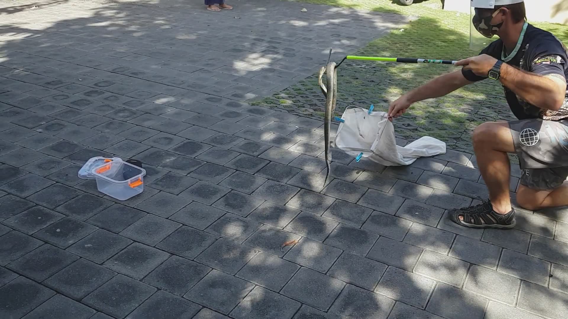Snake discovery | Cobra snake rescue with Javan spitting cobra and Indonesian cobra