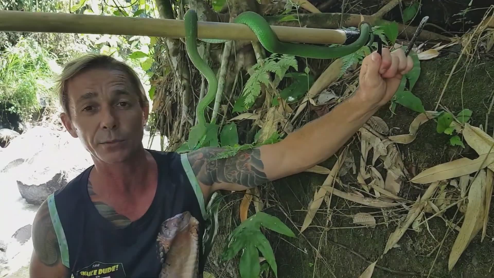Snake discovery | Facts about pit viper snakes