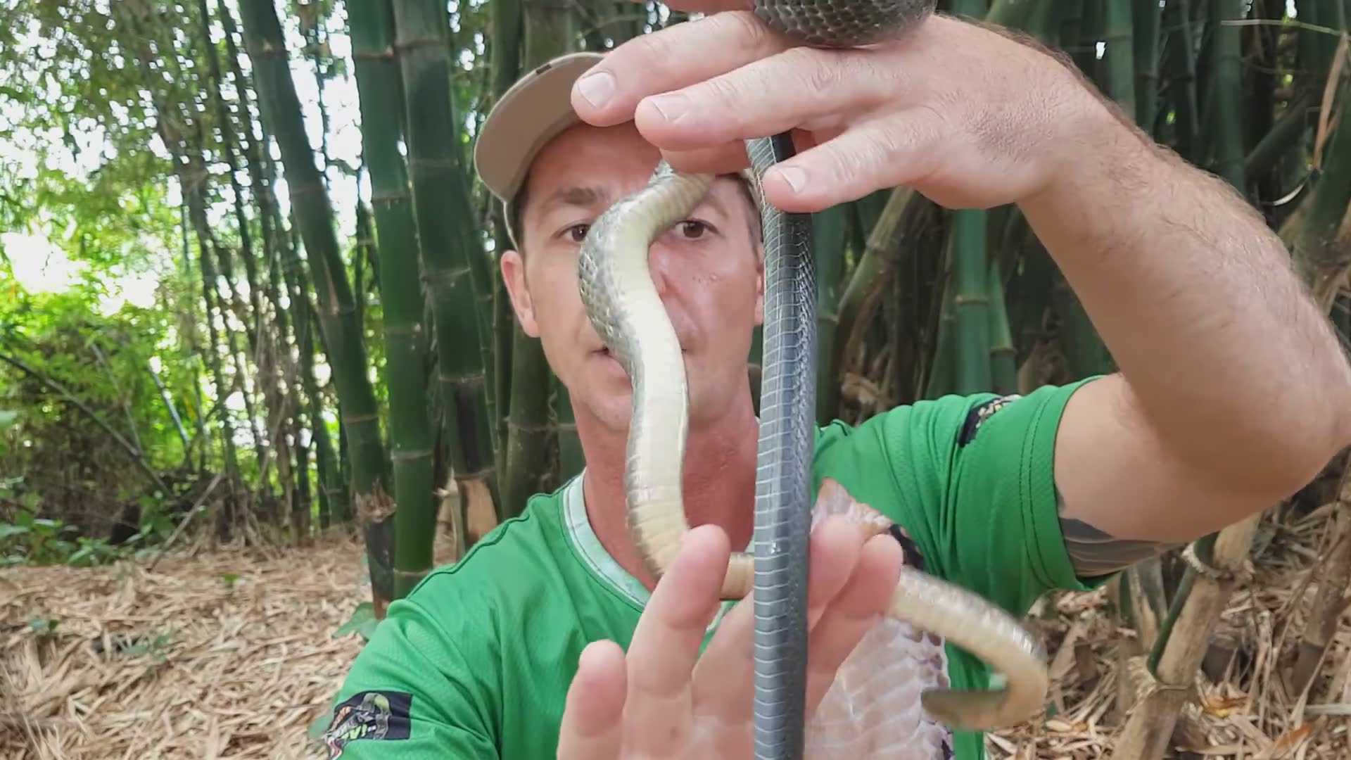 Snake discovery | Snake charmer and what species of snake