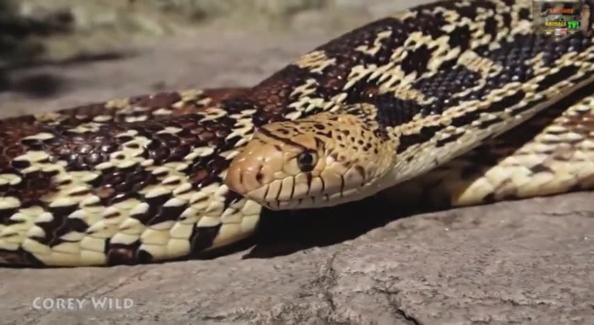Snake discovery USA | Rattle snake, coach whip and bull snake snakes of America