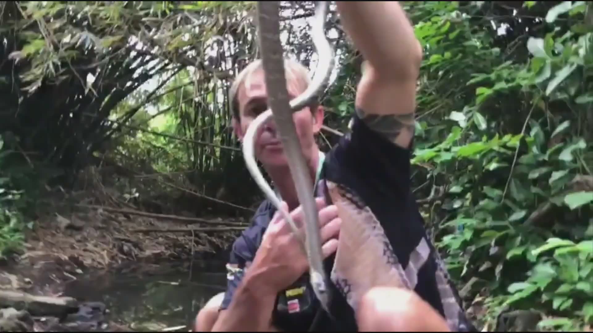 Snake discovery