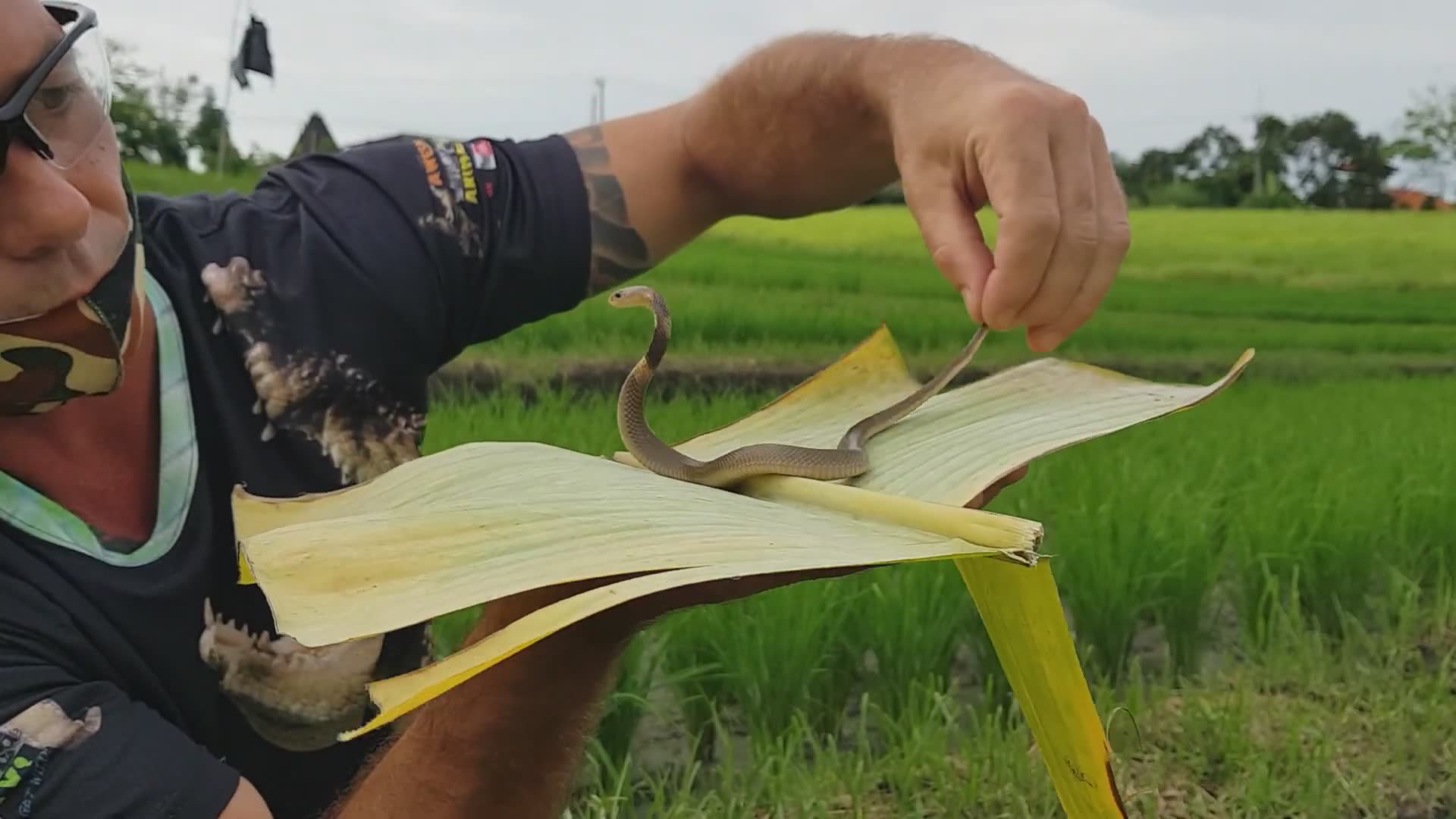 Snake facts about cobra snakes