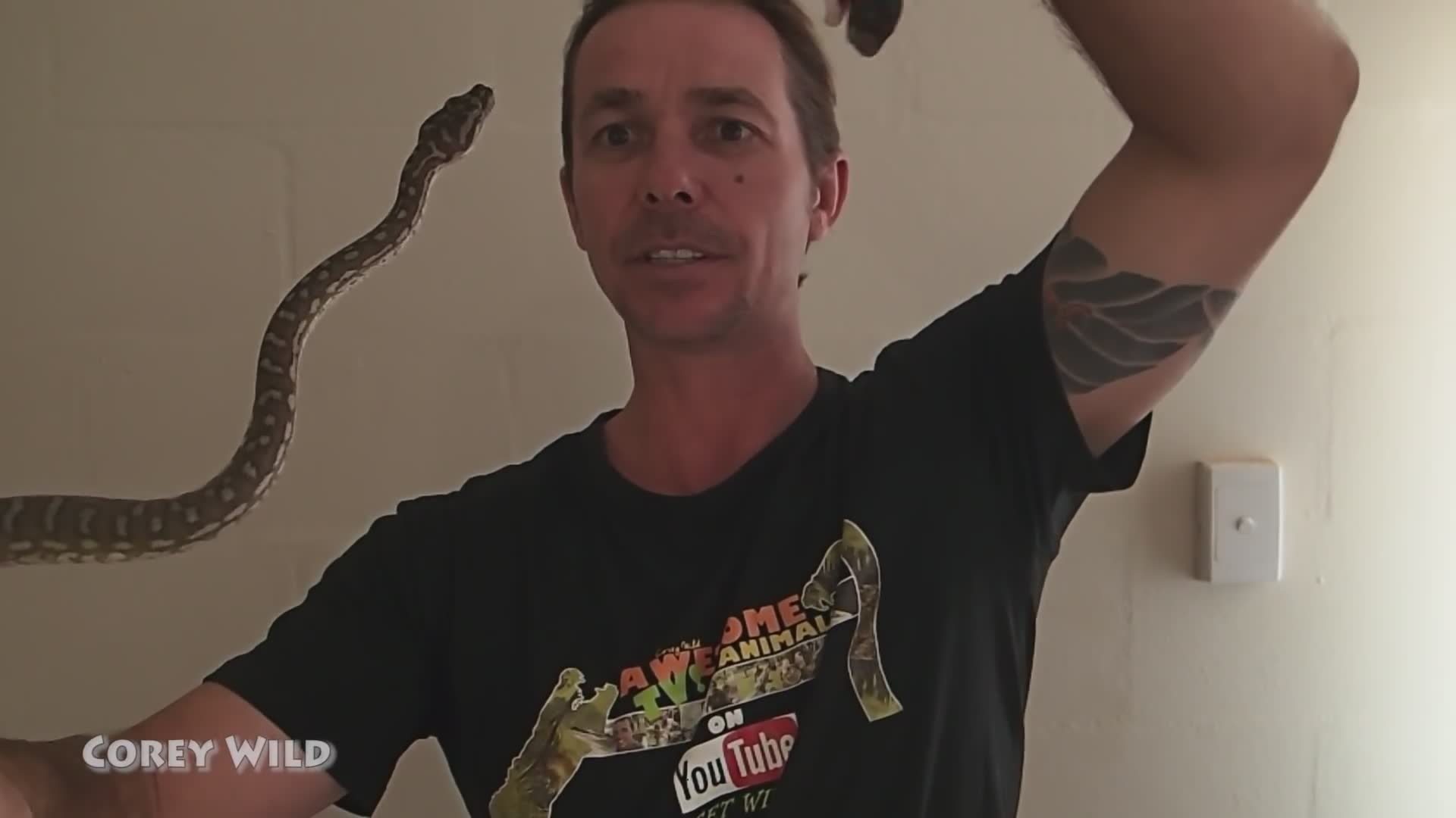 Snake man feeding crazy snakes | Snake vs rodents with venomous snakes