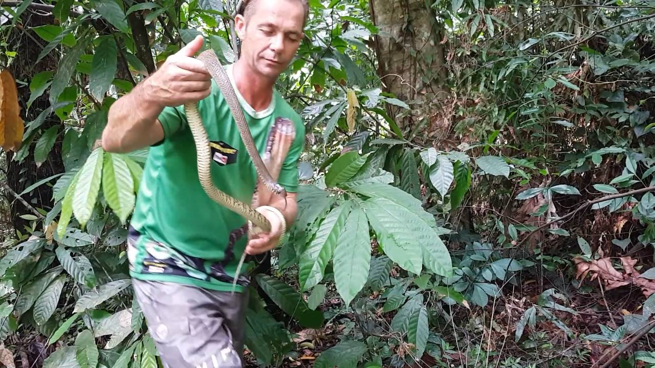 Snake wilderness adventure