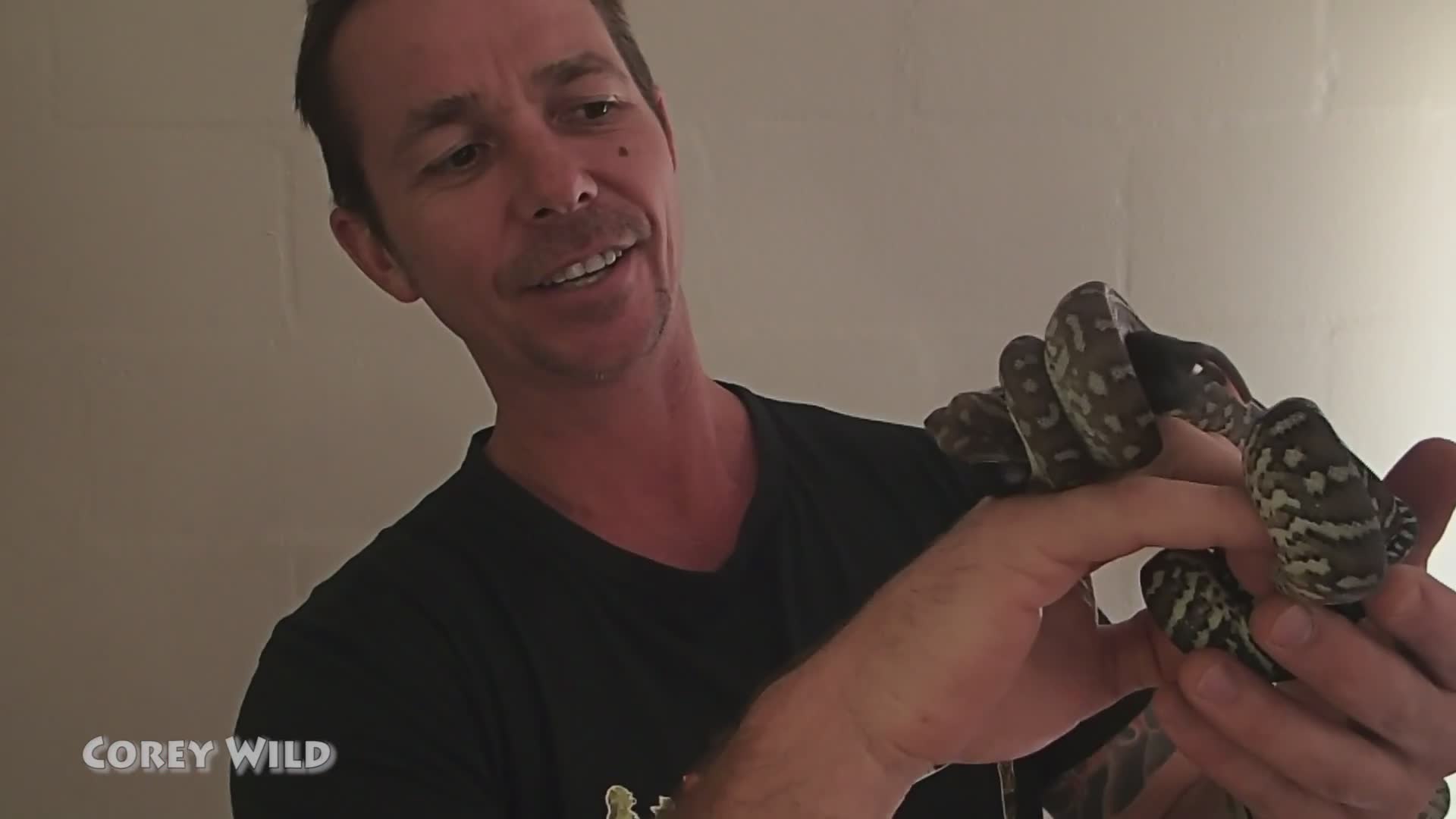 Snakes vs rodents | Feeding hungry snakes with mulga snake and king brown snake