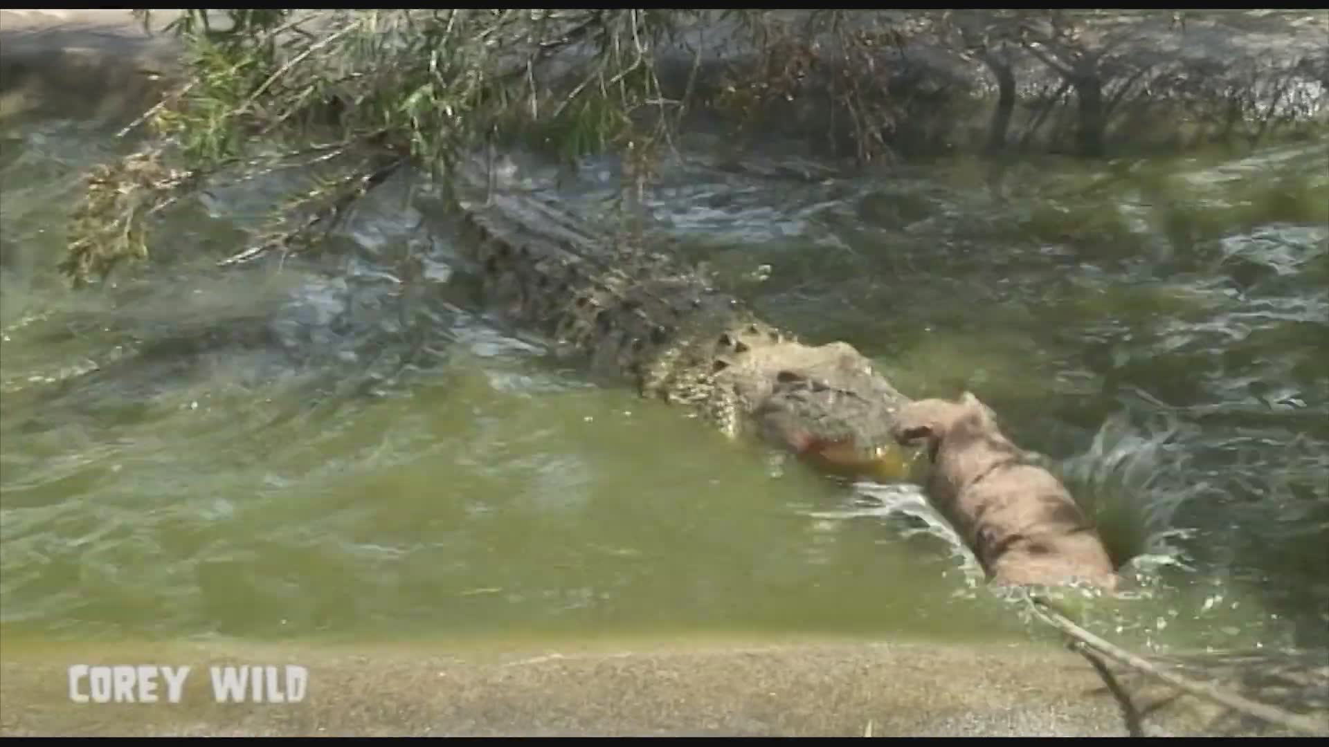 The croc dude | Crocodile man vs crocodile death roll