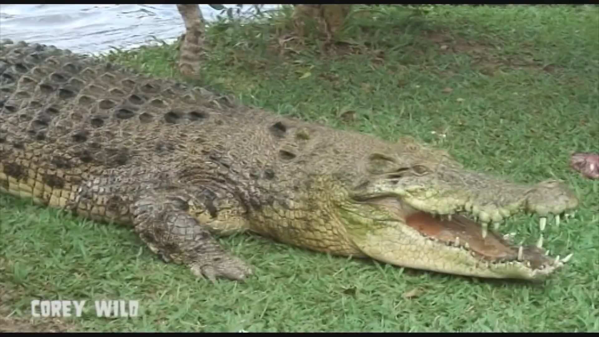 The crocodile man Australia compilation