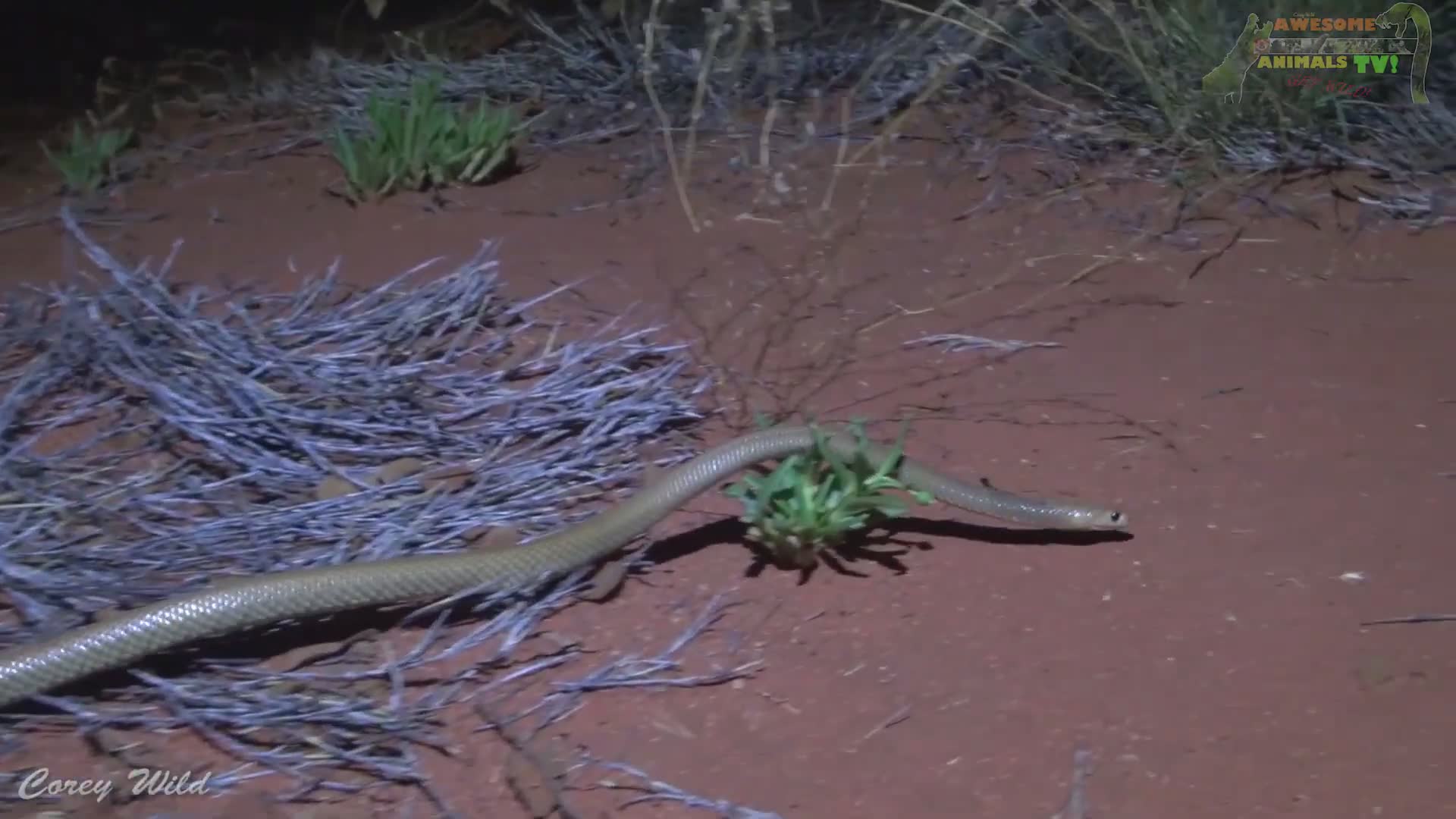 The deadly venomous brown snake | Brown snake and venomous snake bite first aid
