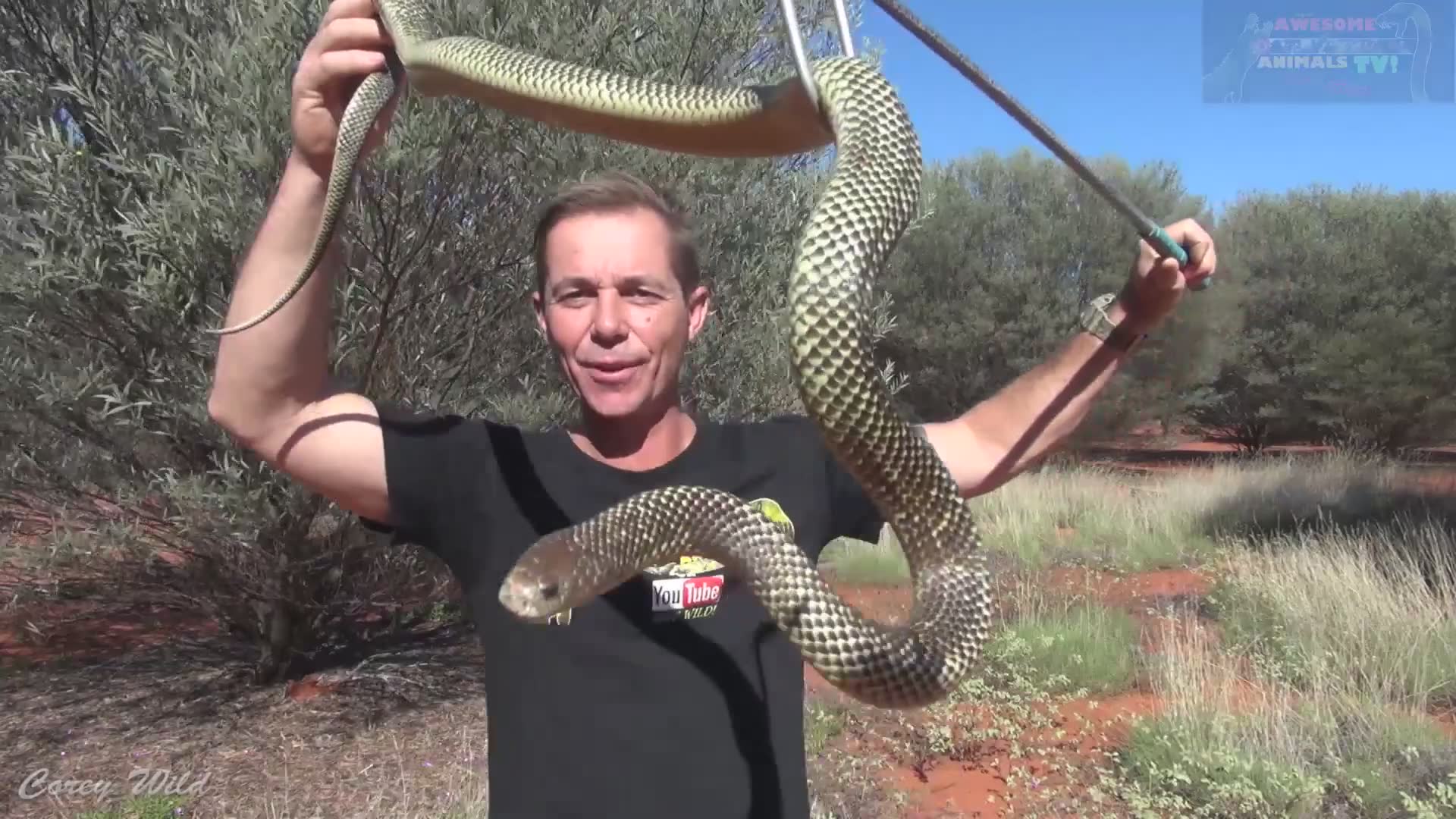 The snake dude | Venomous snakes king brown mulga snake