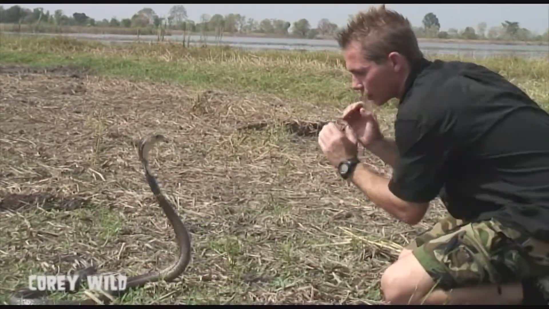 The snake dude vs cobra snakes
