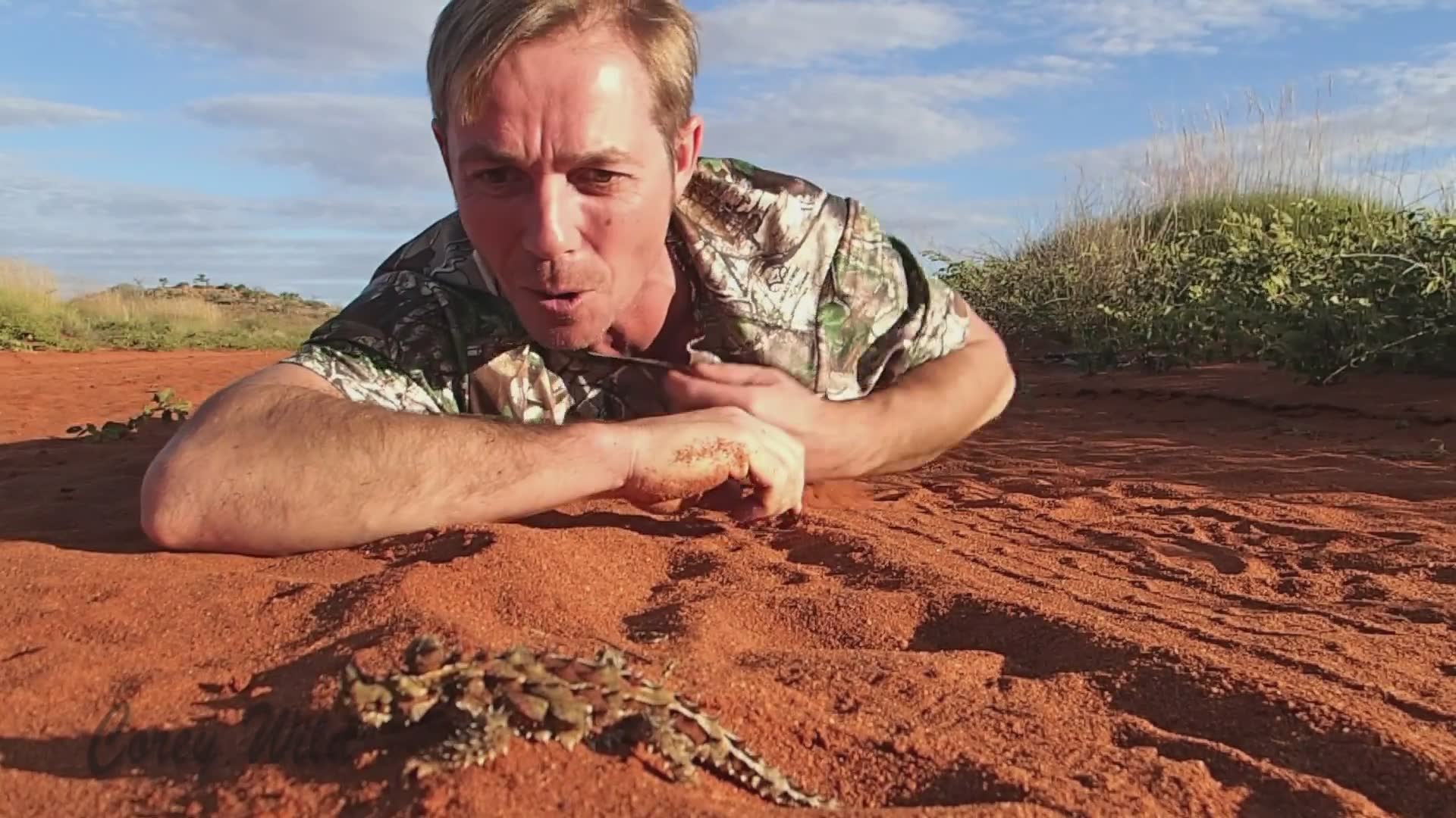 Thorny devils and why they are the living dinosour