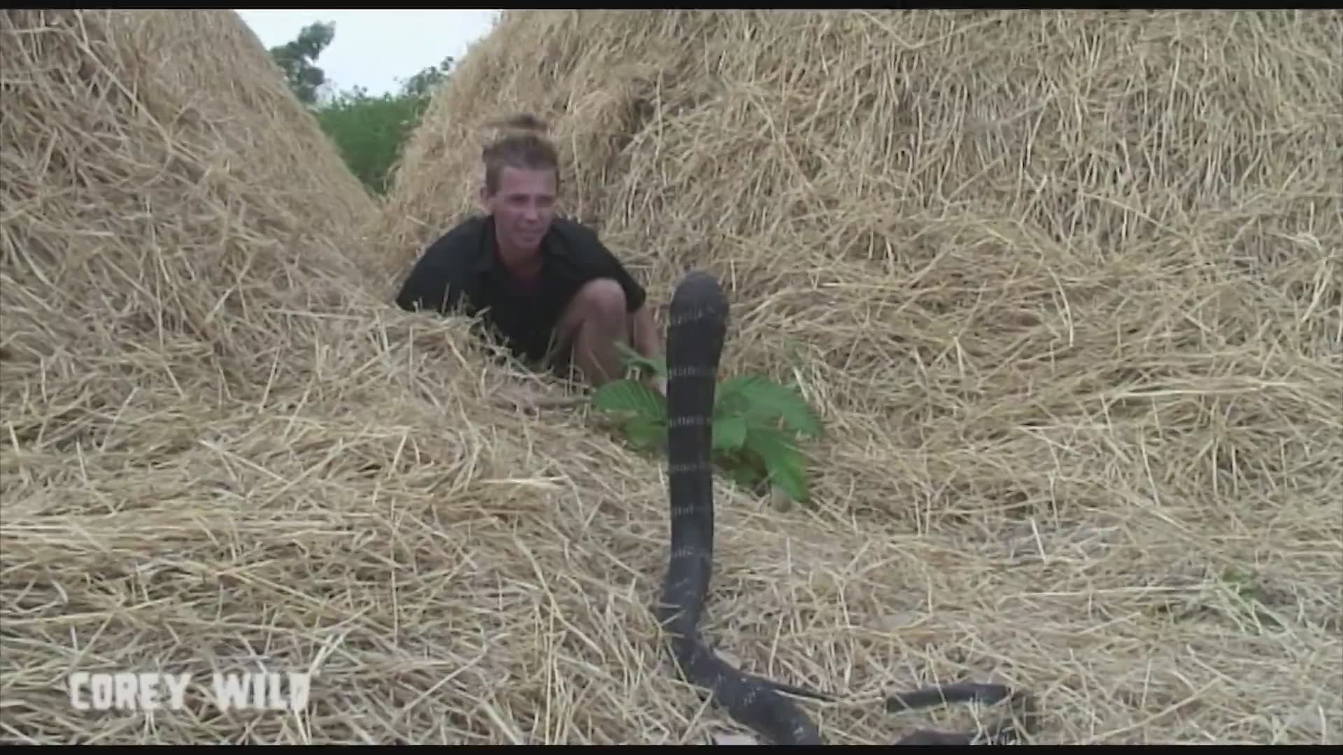 Top 10 dangerous animals in the world | King cobra