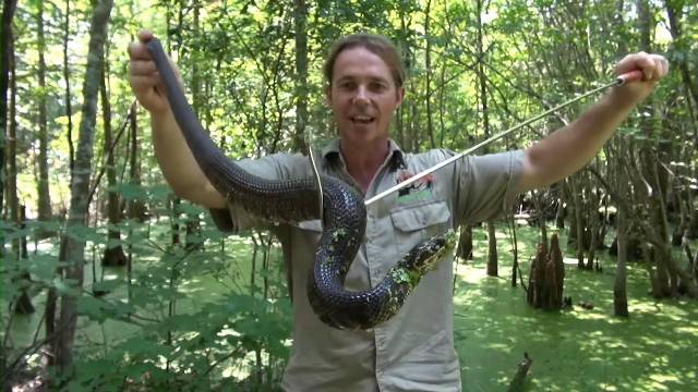 Top 10 dangerous animals in the world | Man kisses cobra snake