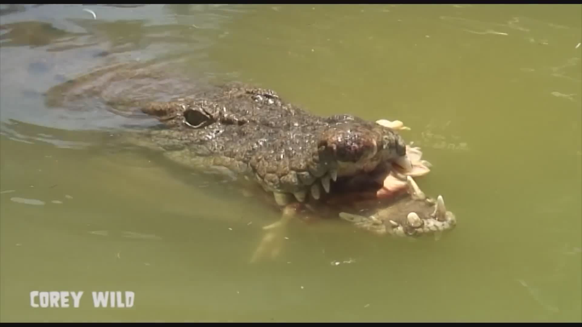 Top 10 deadly animals in Australia