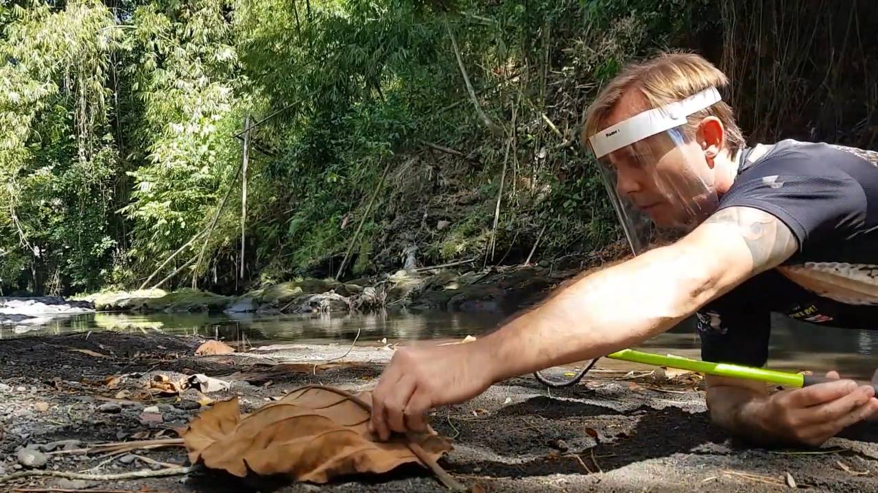 Top 10 deadly snakes | Venomous spitting cobra