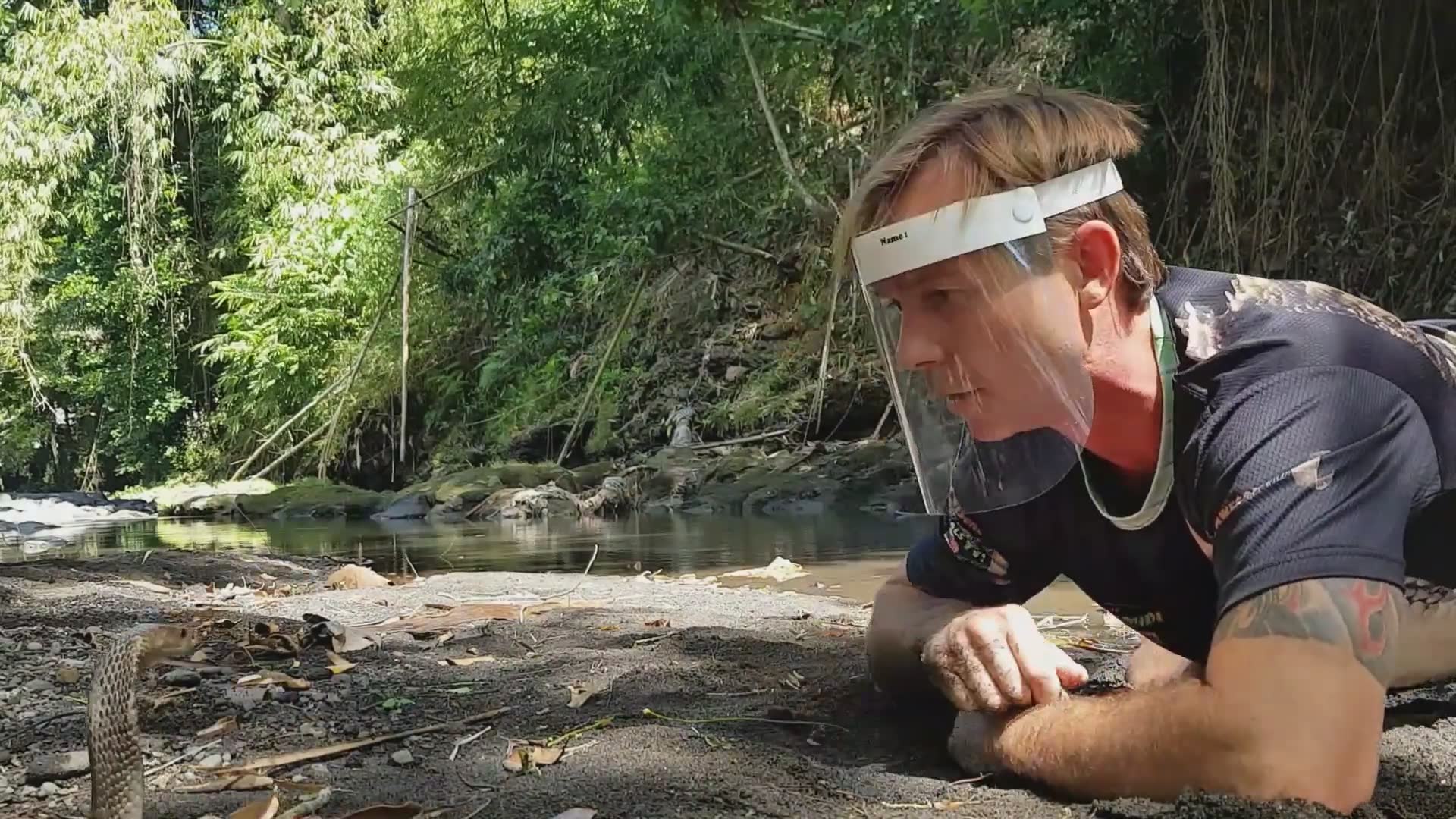 Top 10 deadly snakes