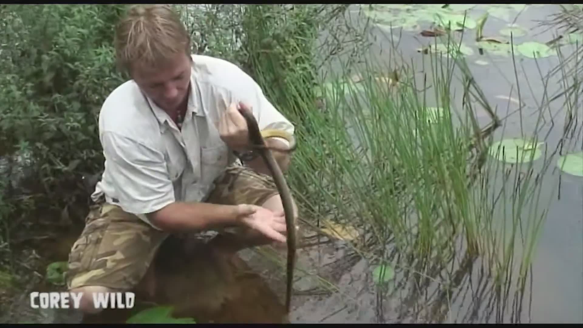 Top 10 snakes | Water python encounters