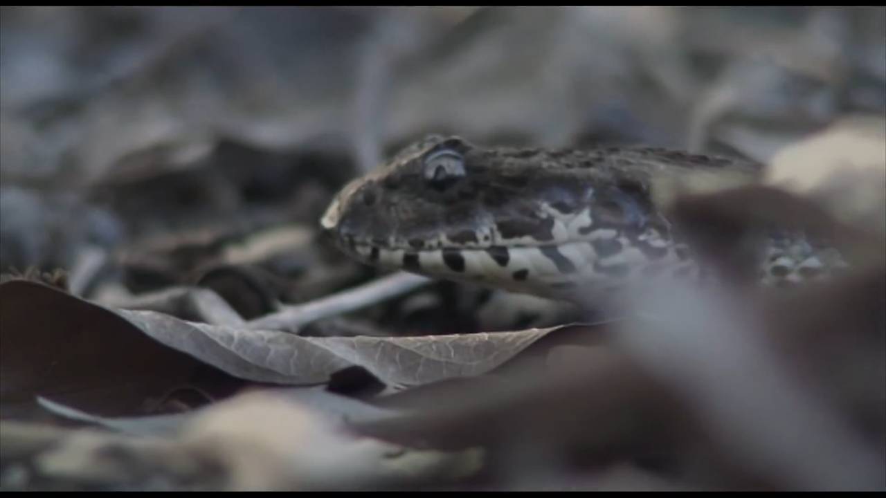 Top ten snakes featuring the death adder