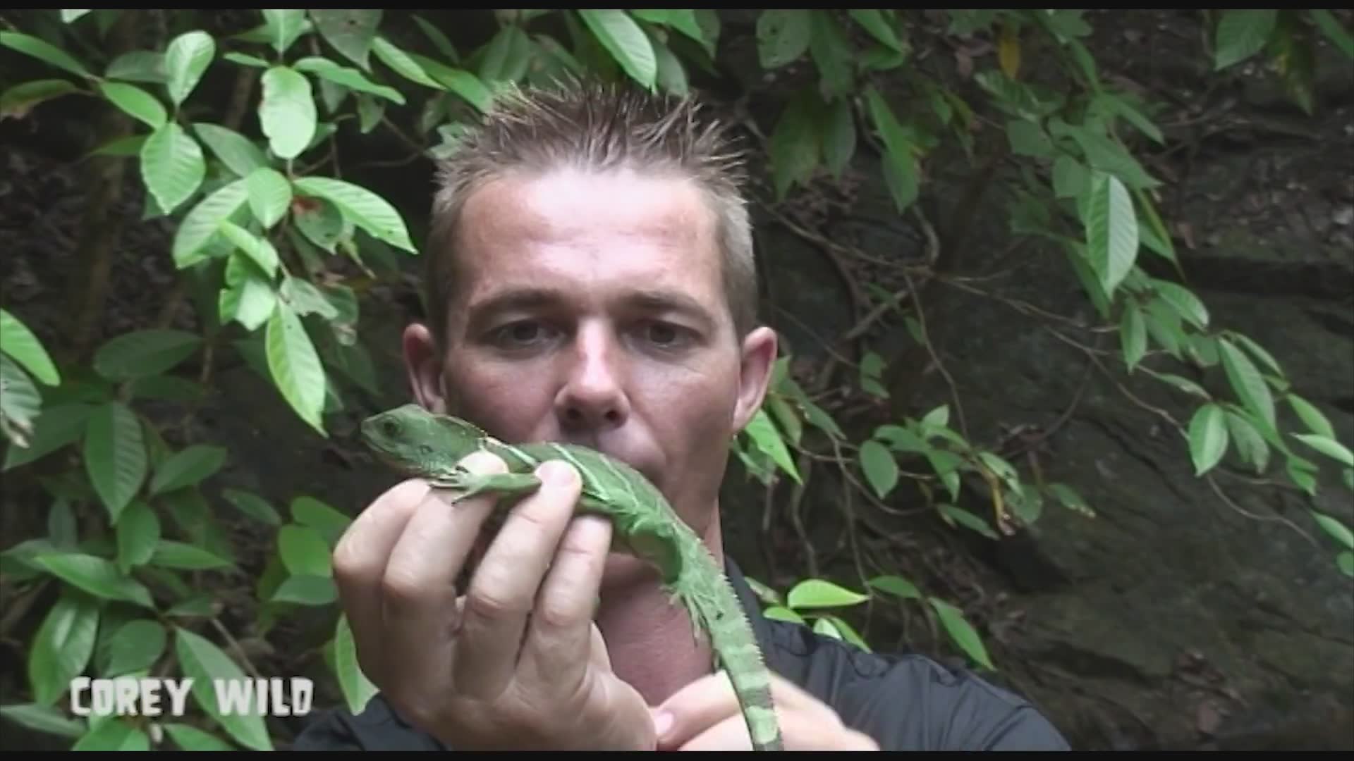 Travel Thailand for wildlife adventures | Water dragon spotting