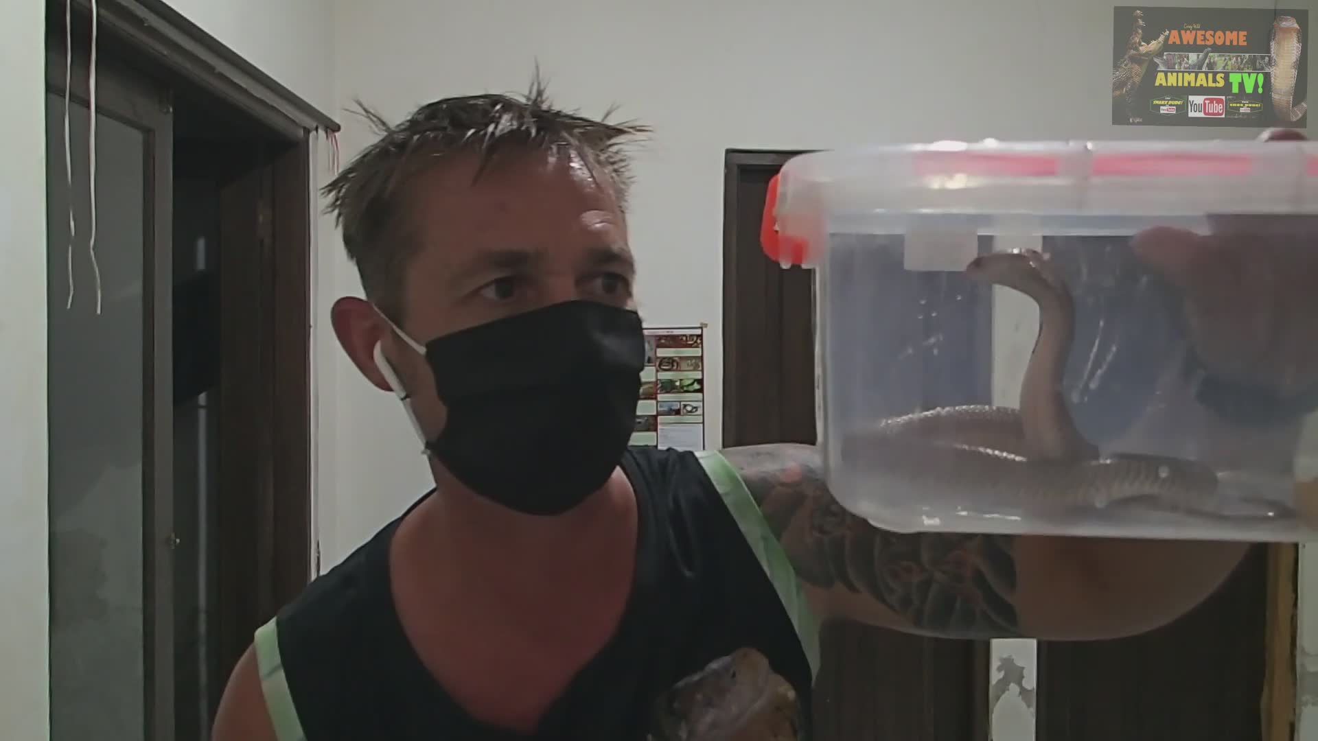 Venomous cobra snake rescue and smart phone snake photography