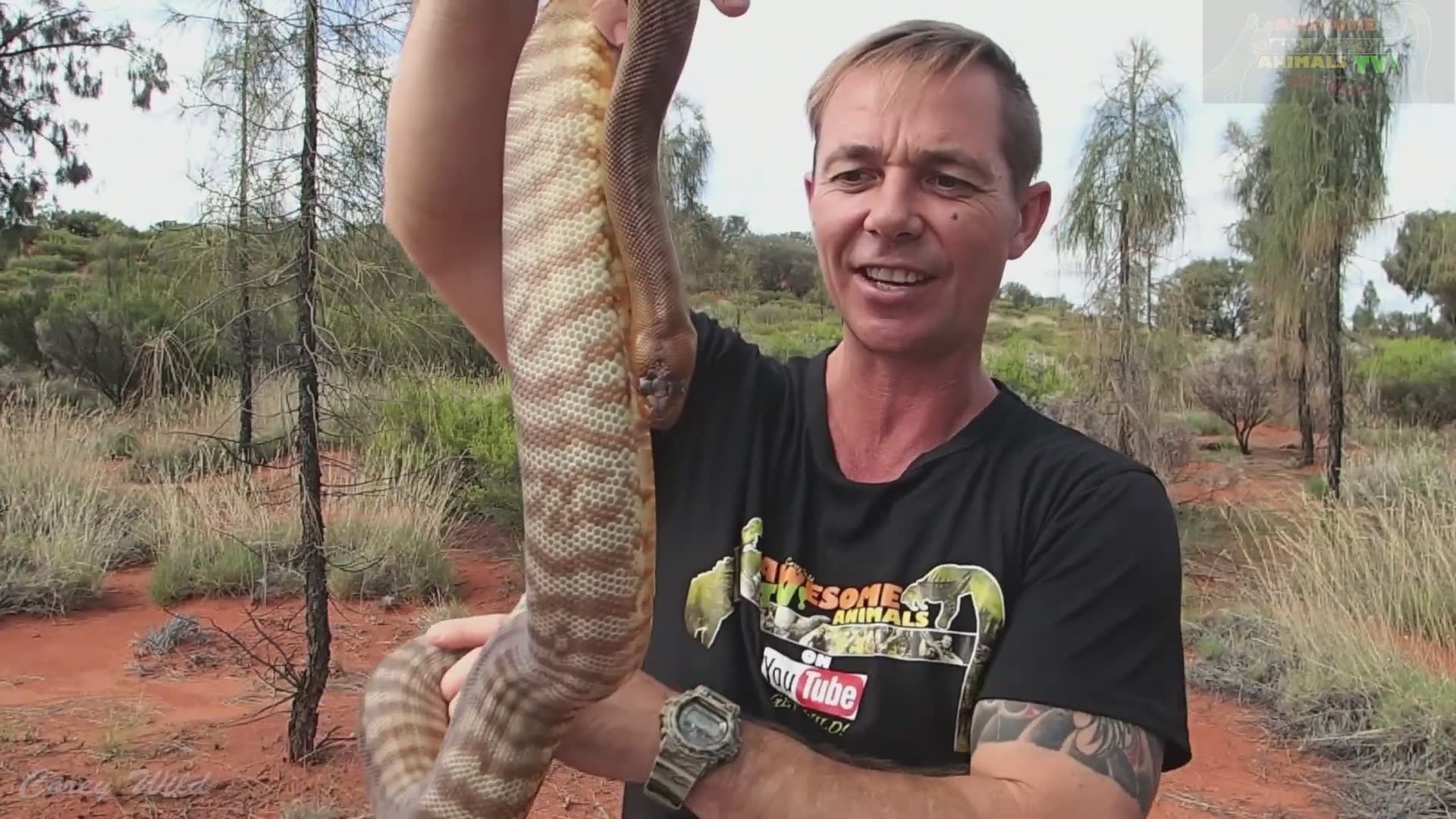 Venomous snake eating python | Snake vs rat hand feeding with top 5 best snakes