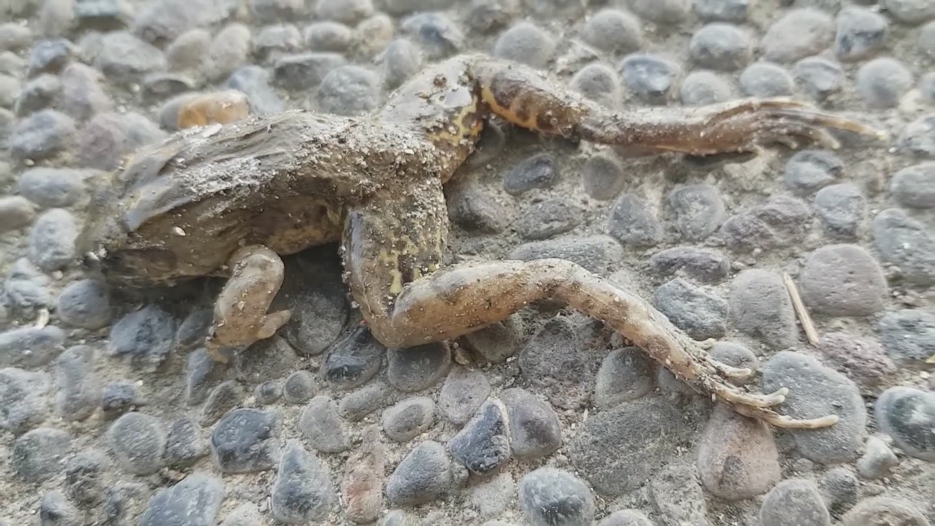 Venomous snake encounters