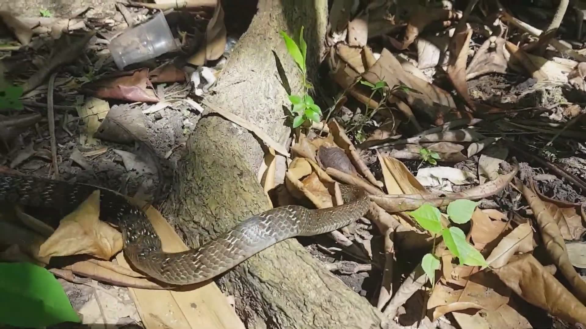 Venomous snake you need to see
