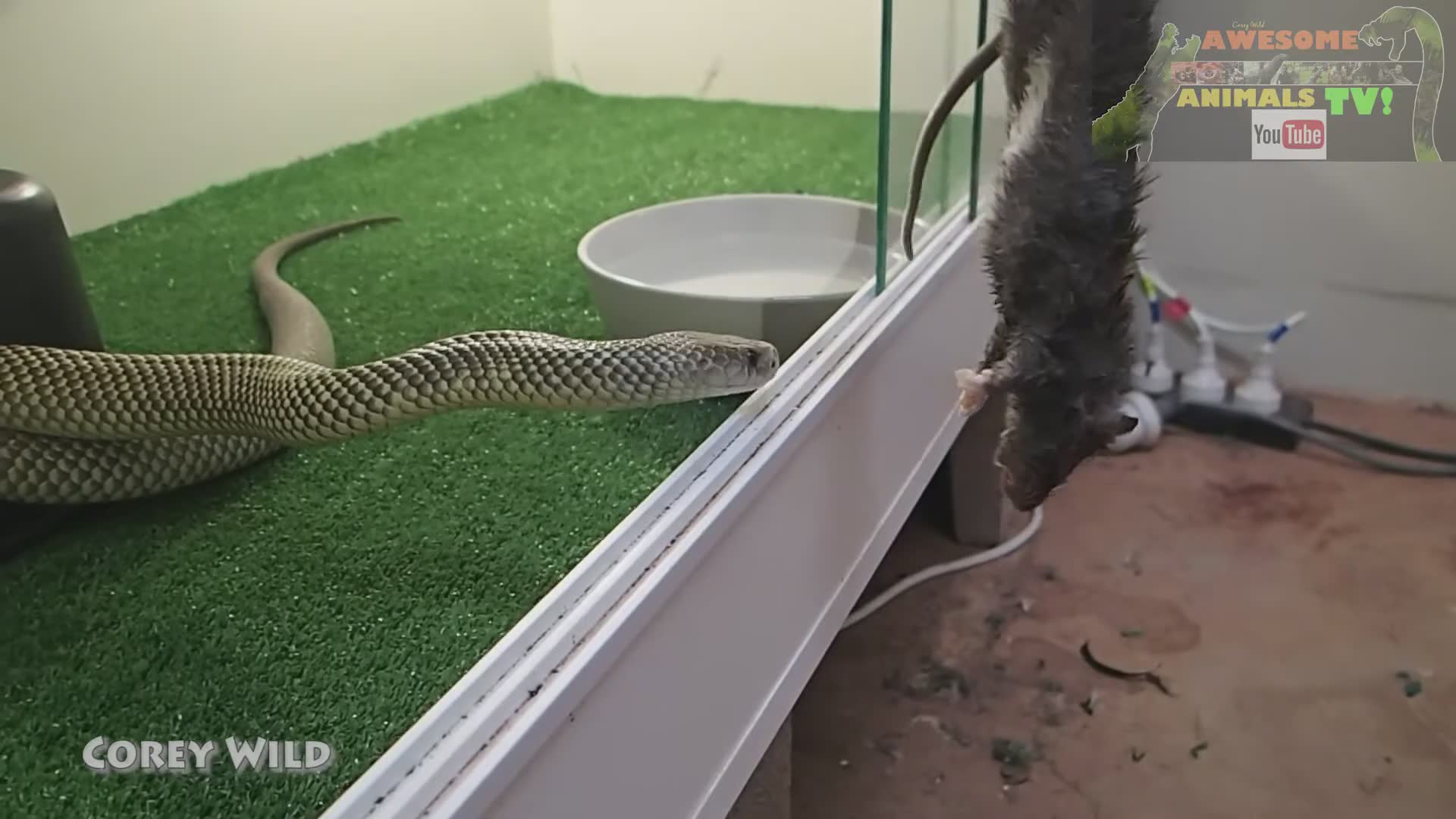 Venomous snakes in Australia | King brown snake and mulga snake encounters