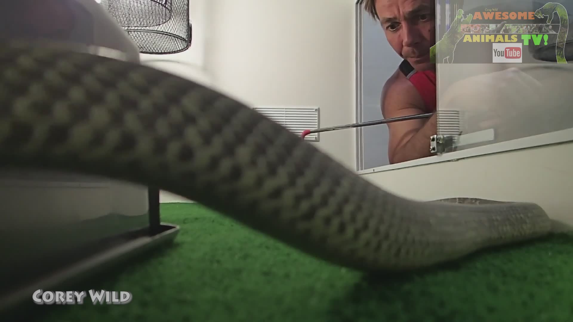 Venomous snakes in Australia