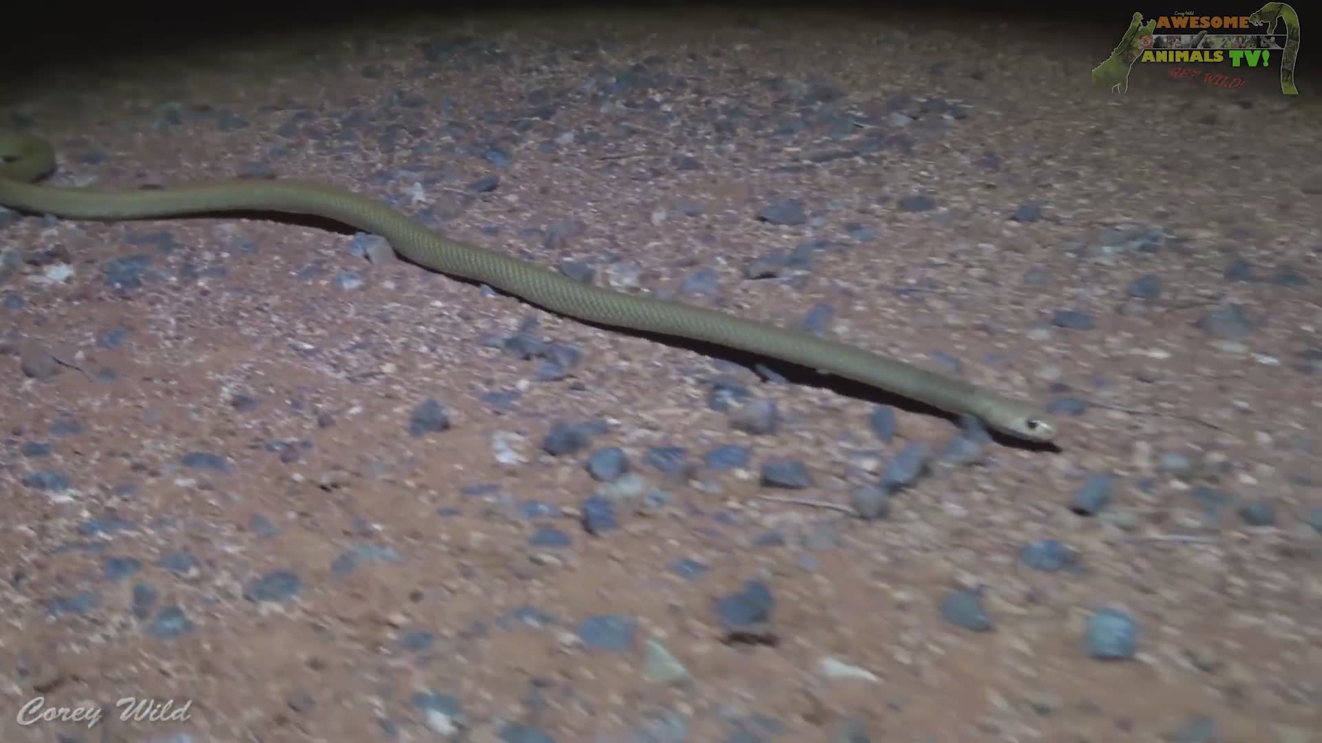 Venomous snakes of Australia | Western brown snake species