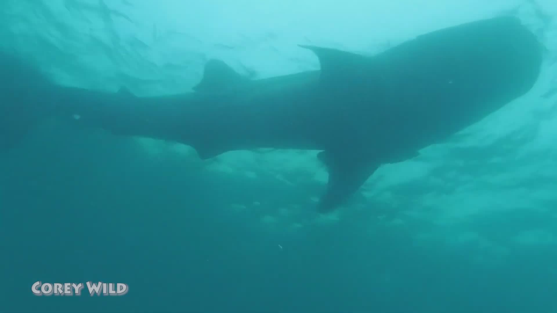 Whale sharks and whales | What's the difference in whale shark diving