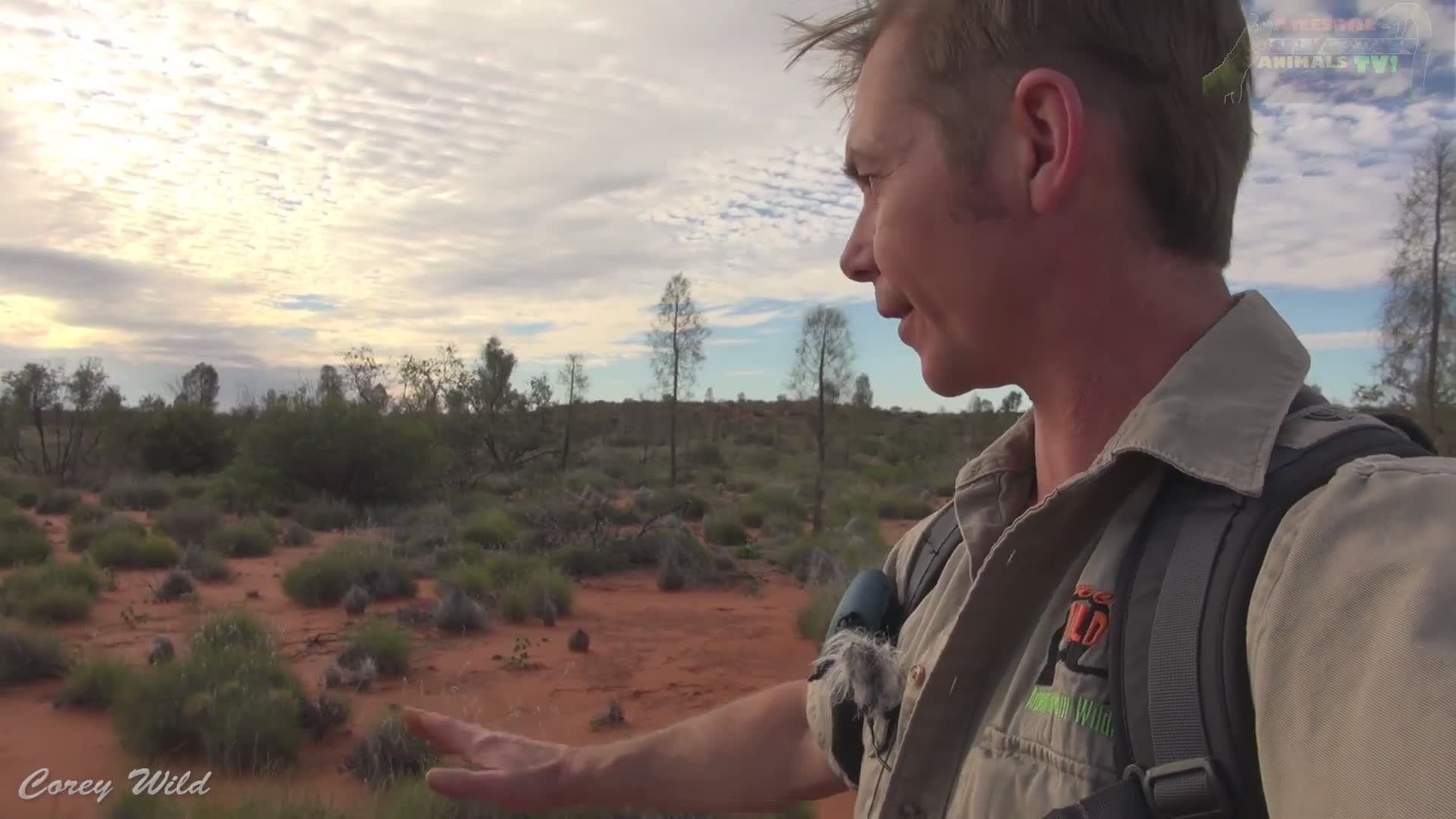 Wild camels in Australia | How did they get here?