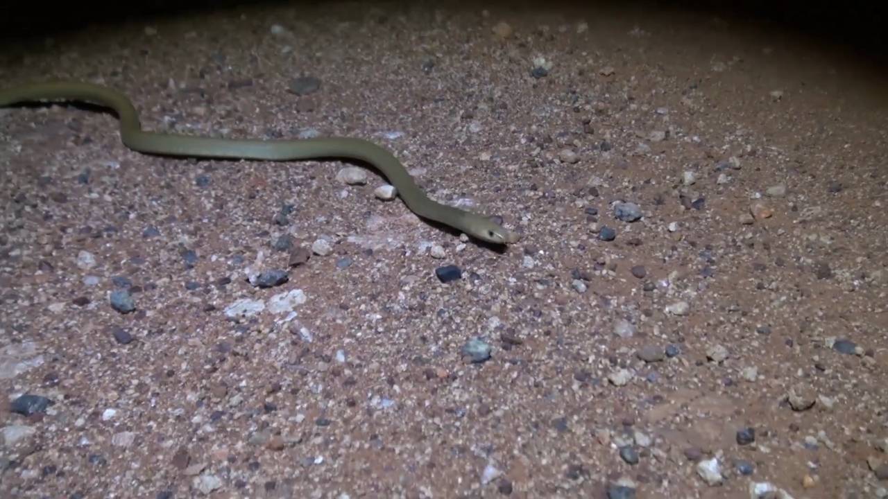 Australia's most dangerous snake species | Venomous wildlife and reptiles