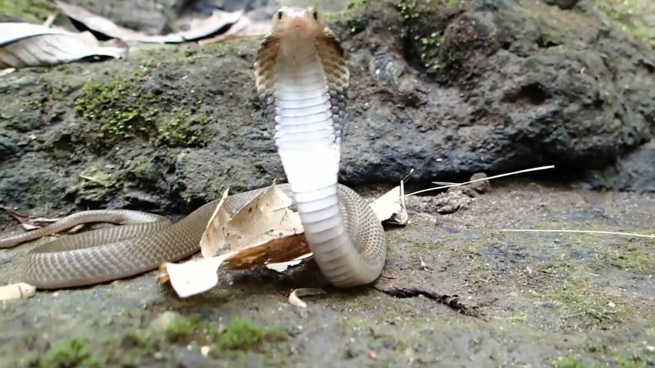 Cobra kills the camera | Top 10 venomous snakes dangers in Bali
