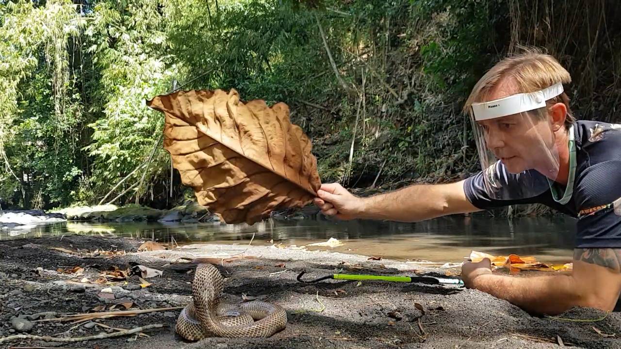 Cobra snake that spits venom | Snake man venomous snakes in Bali