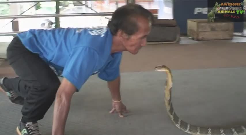Crazy king cobra village in Thailand | The snake man adventures