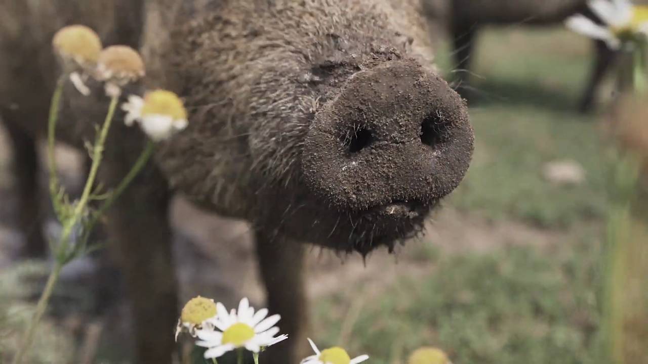 Nordisk signaturingrediens Danmark _ Glade griser på Birthesminde Farm