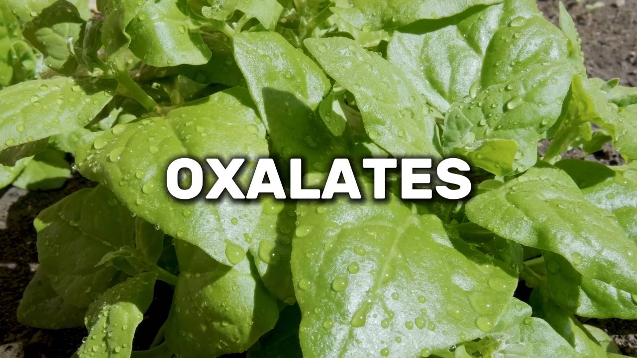 Are oxalates in vegetables bad for you_ _ Doctors explain 