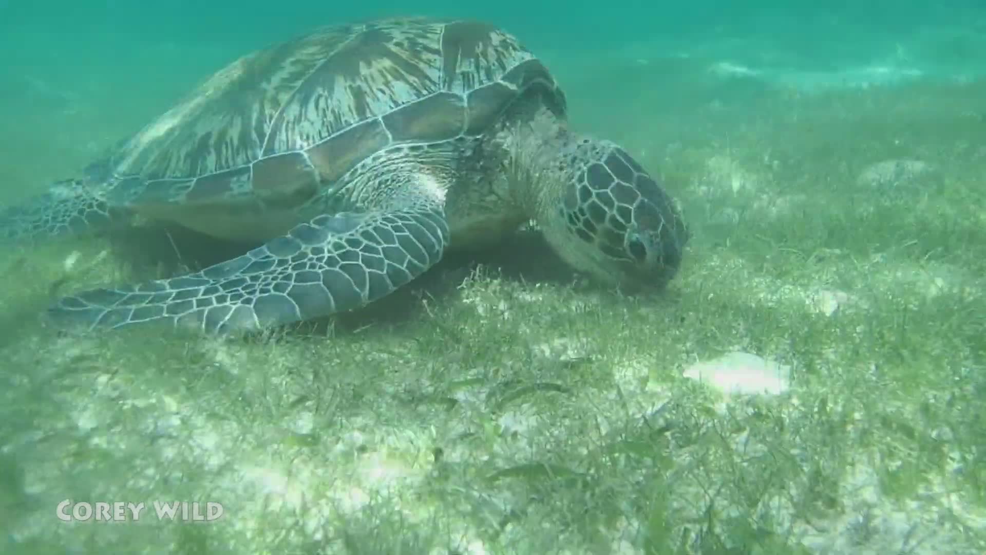 Diving with sea turtles | Are they endangered?