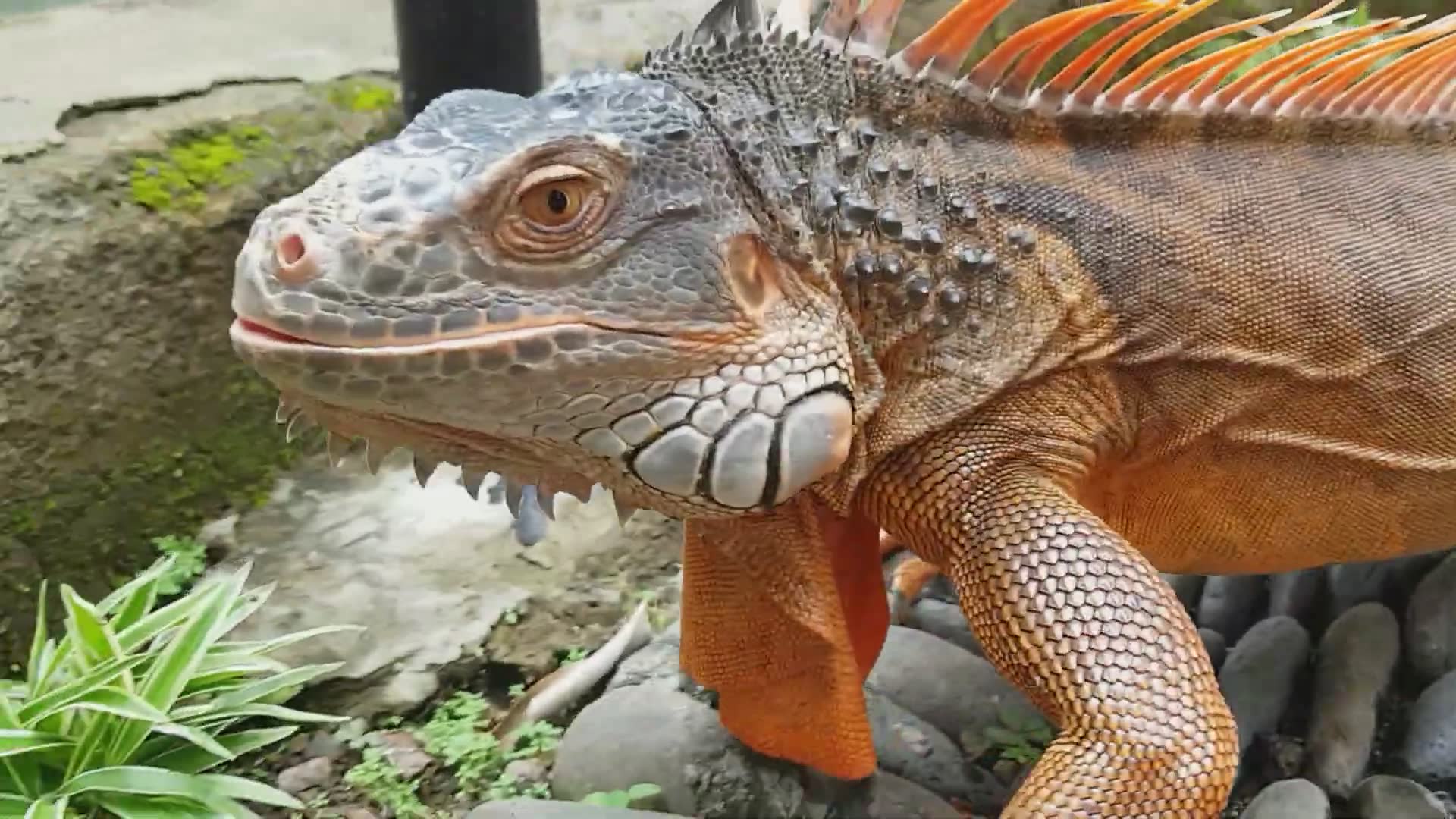 Iguana dragon lizards | Blue, red and green iguana species