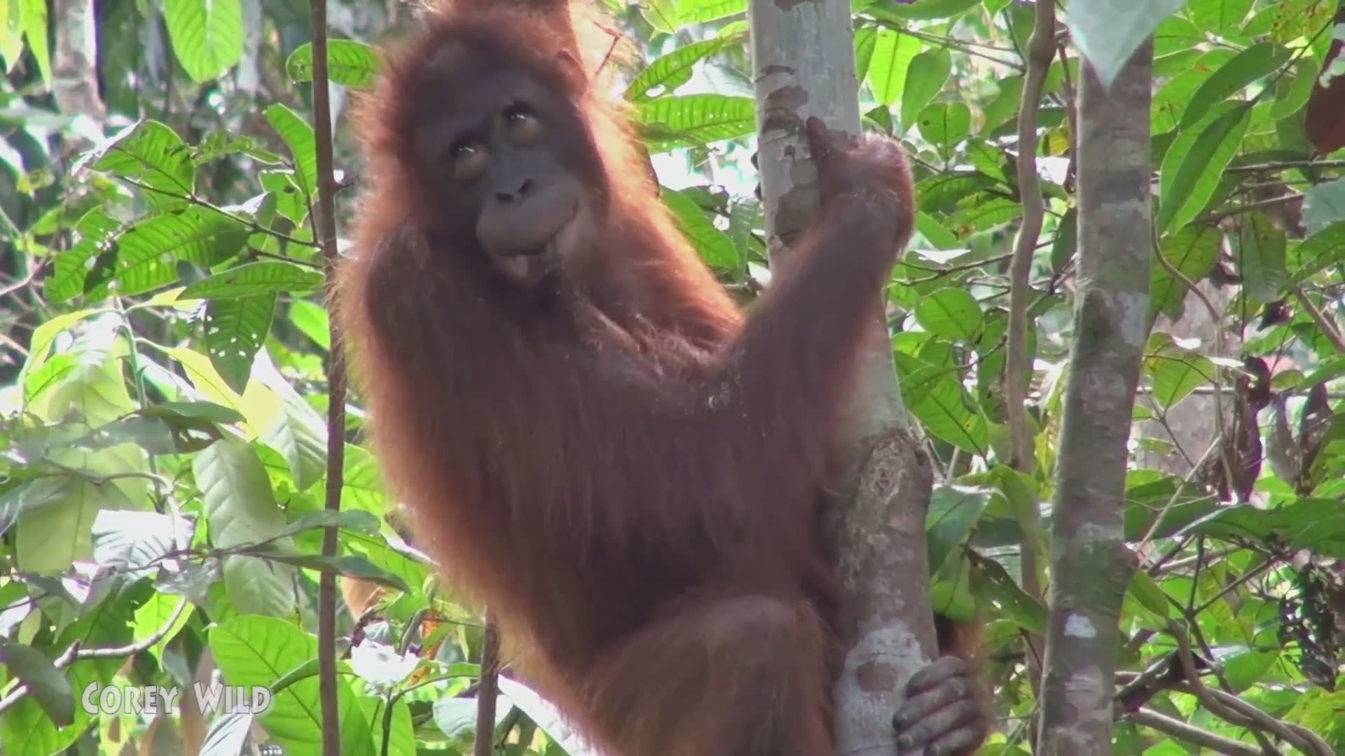 Great apes | The last orangutan with funny monkeys, primates and monkey magic endangered species