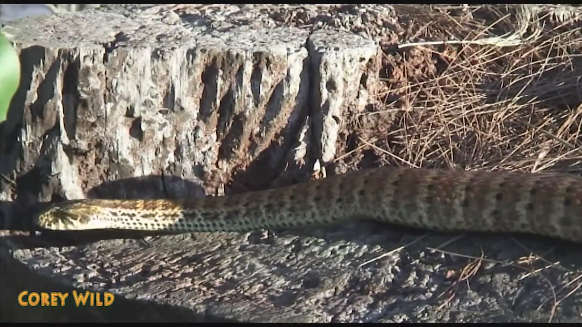 Top ten snakes featuring the death adder