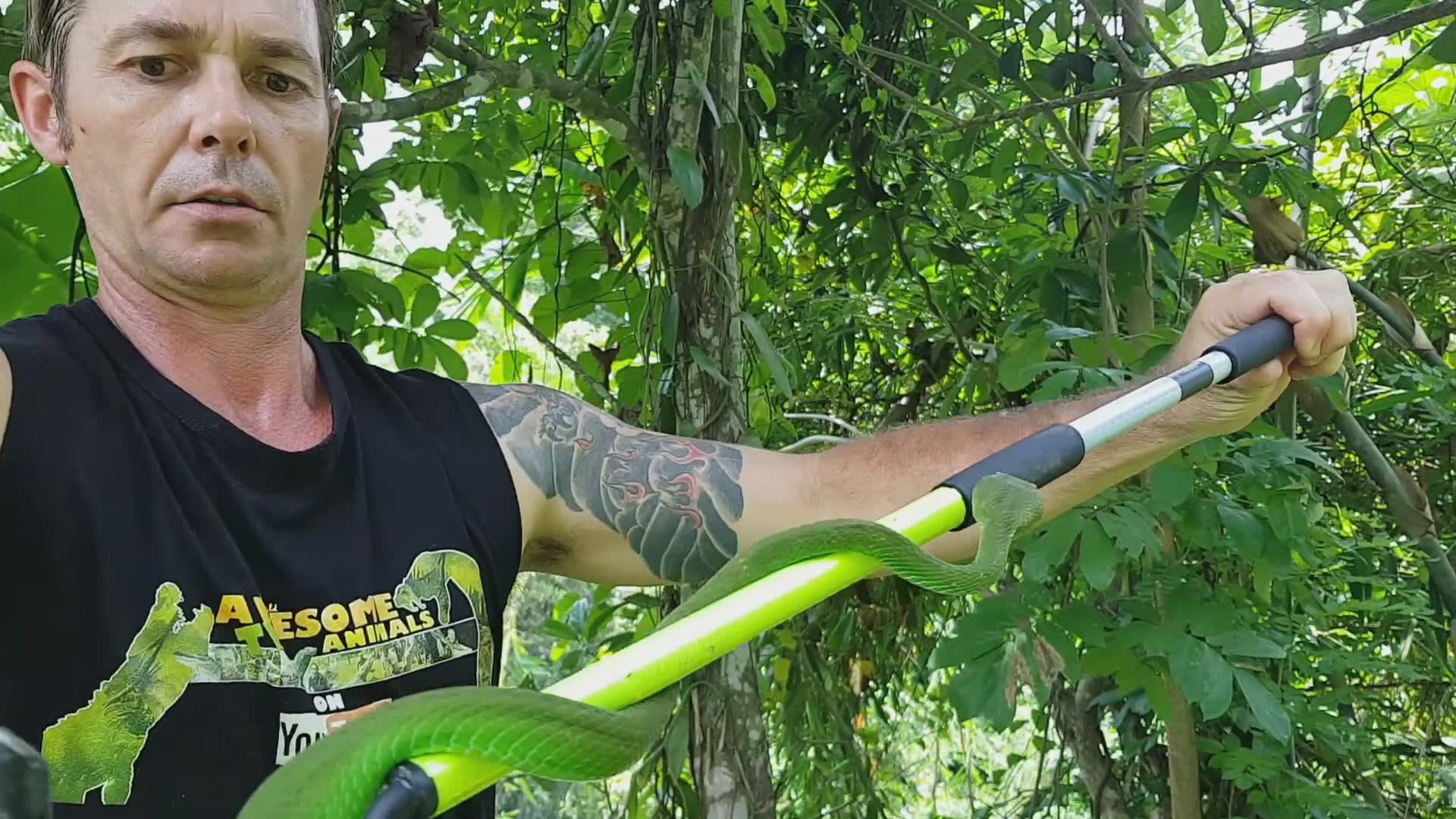 Emerald green viper venom extraction