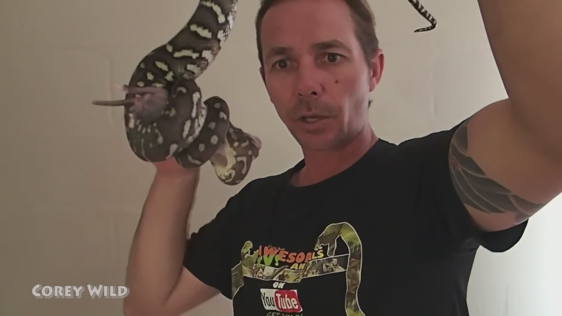 Snake man feeding crazy snakes | Snake vs rodents with venomous snakes