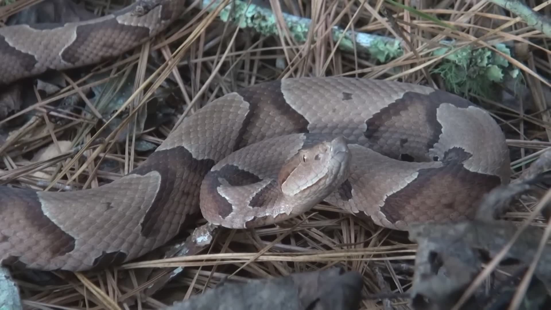 Copperhead | Top 10 snakes in USA