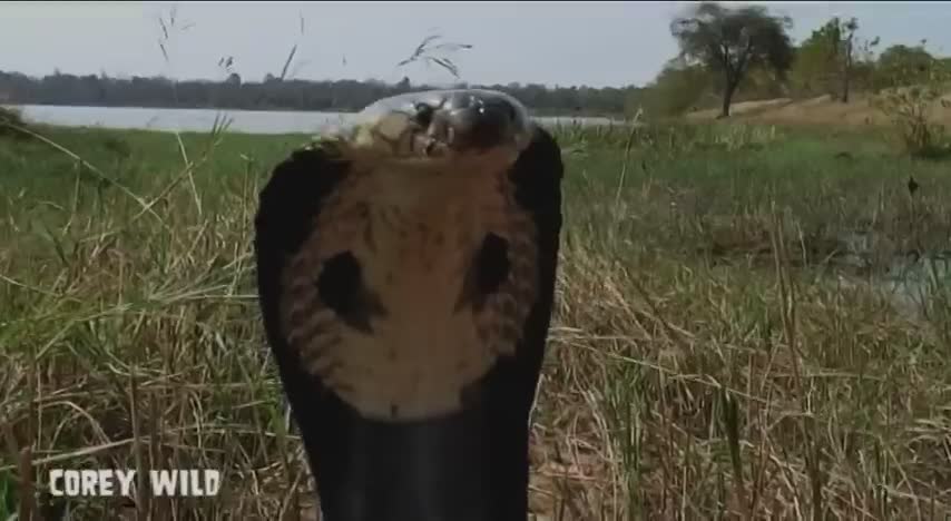 Top 10 dangerous animals in the world | Monocle cobra